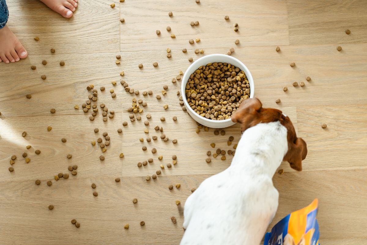 Dog eating from a bowl of kibble on a wooden floor with scattered kibble around.