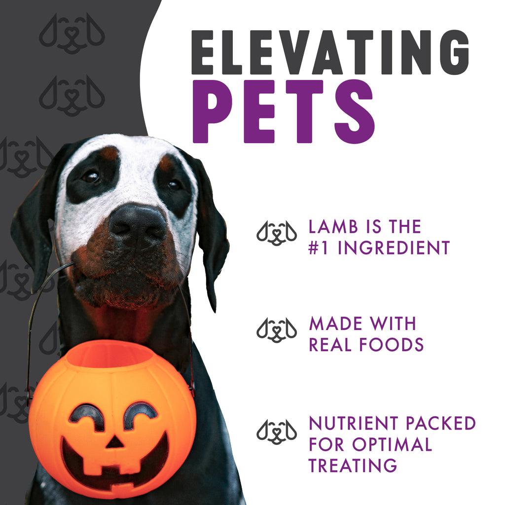 Elevating Pets