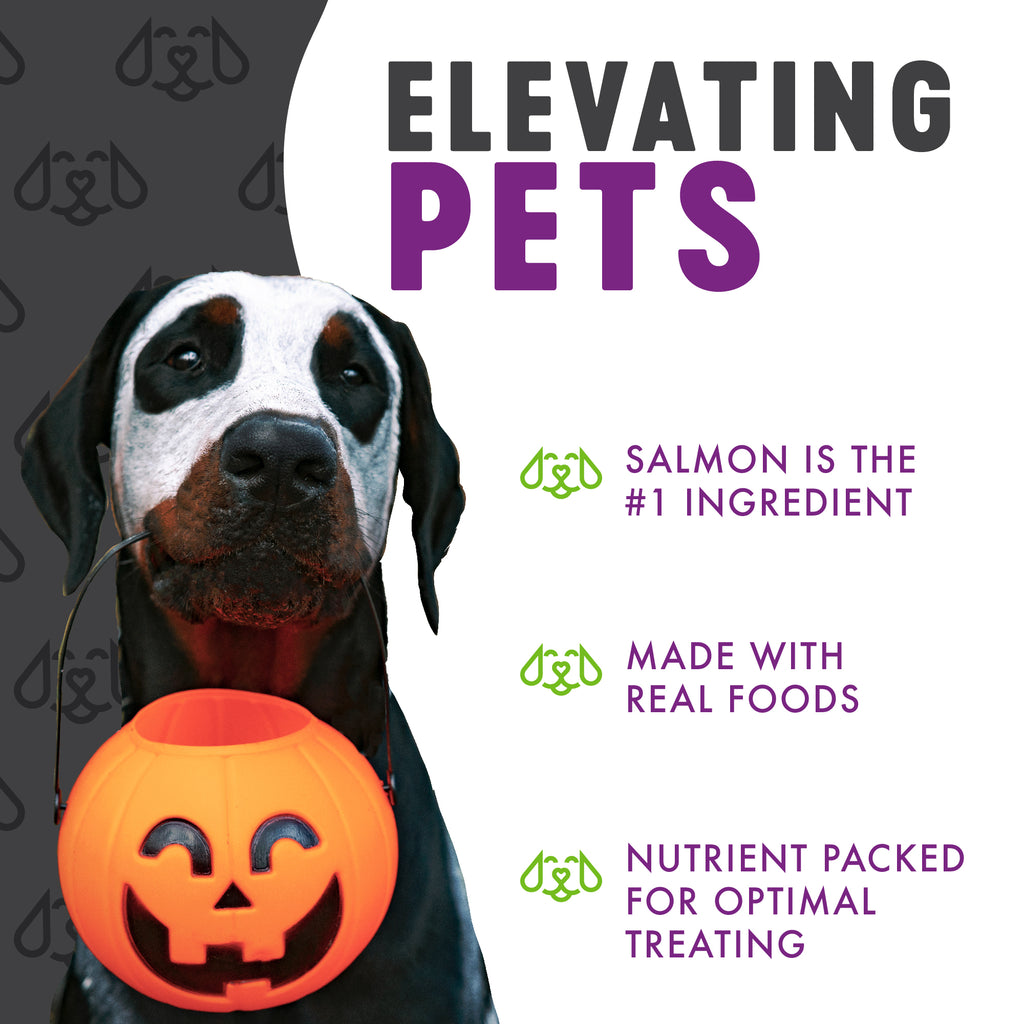 Elevating Pets