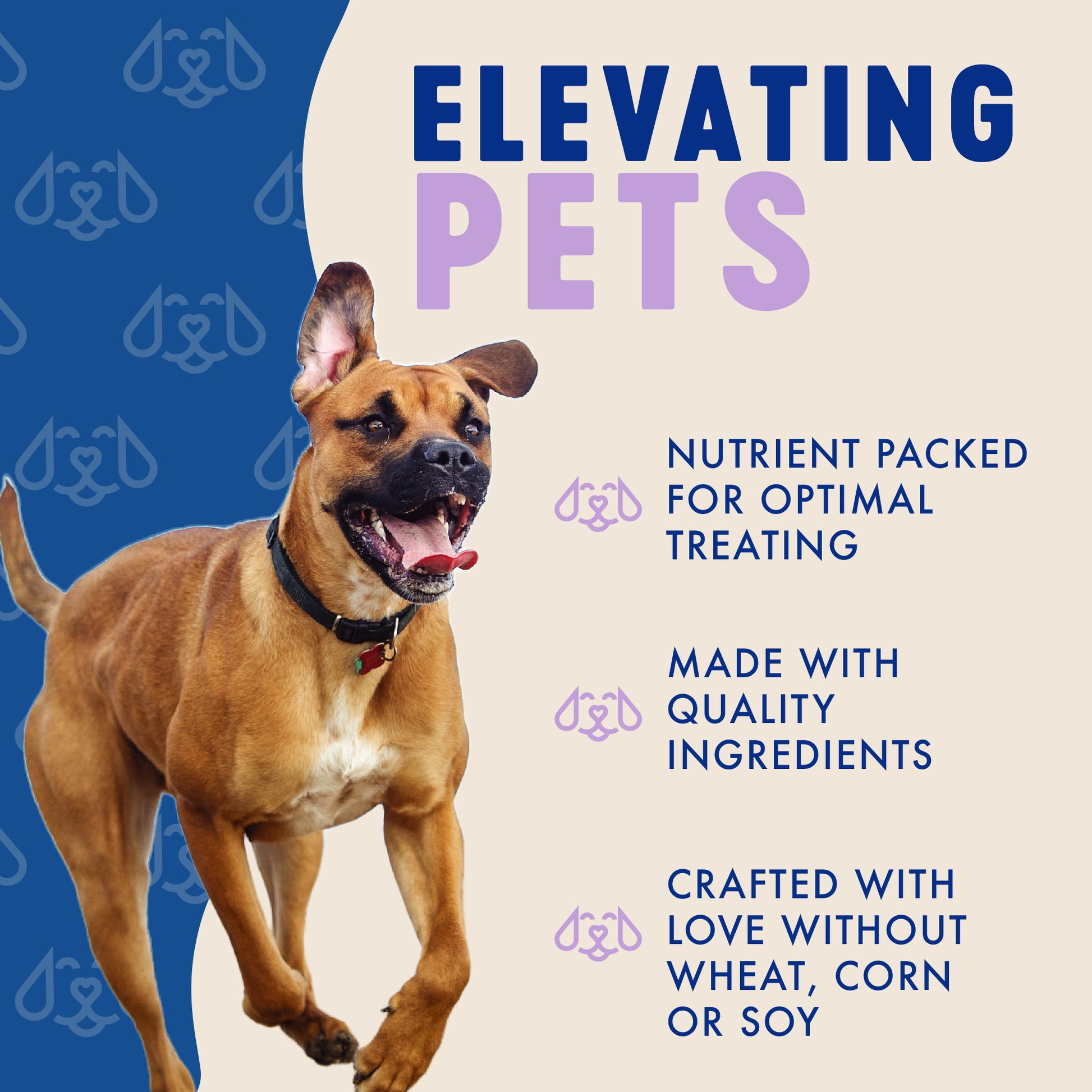 Dog with text about 'Elevating Pets' on a blue and beige background